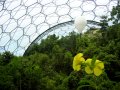  SCIENTIFIC TOOLS      Canopy Bubble      Photos